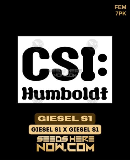 Csi Humboldt - Giesel S1 {fem} [7pk]