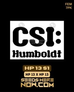HP 13 S1 (Feminized) (space) CSI Humboldt
