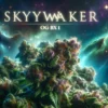 Skywalker Og Bx1 (regular) - Aficionado Seeds