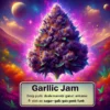 Garlic jam (autoflower) - atlas seeds