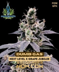 Dumb Gas (feminized) - Exotic Genetix