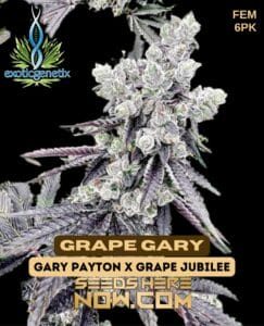 Grape Gary (feminized) - Exotic Genetix