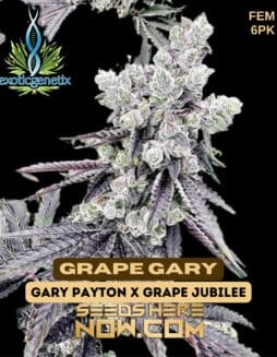 Exotic Genetix - Grape Gary {FEM} [6pk]Exotic Genetix - Grape Gary {fem} [6pk]