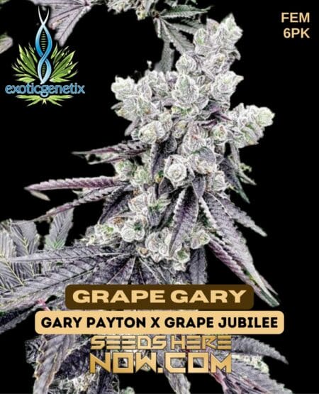 Exotic Genetix - Grape Gary {fem} [6pk]