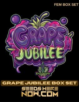 Exotic Genetix - Grape Jubilee Box Set {FEM}Exotic Genetix - Grape Jubilee Box Set {fem}