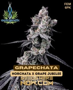 Grapechata (feminized) - Exotic Genetix