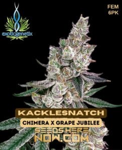 Kacklesnatch (feminized) - Exotic Genetix