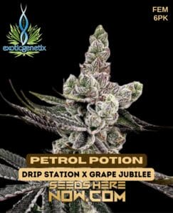 Petrol Potion (feminized) - Exotic Genetix
