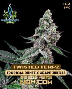 Twisted Terpz (feminized) - Exotic Genetix