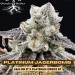 Platinum Jagerbombs (Feminized) - Genetix Matter