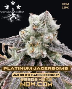 Platinum Jagerbombs (feminized) - Genetix Matter