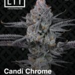 Candi Chrome (Feminized) - LIT Farms
