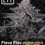 Flava Flav (Feminized) - LIT Farms