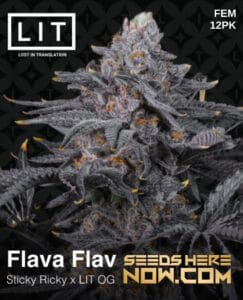 Flava Flav (feminized) - Lit Farms