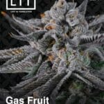 Gas Fruit (Feminized) - LIT Farms