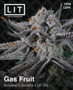 Gas Fruit (Feminized) - LIT Farms