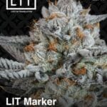 LIT Marker (Feminized) - LIT Farms