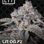 LIT OG F2 (Feminized) - LIT Farms