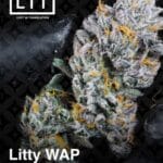 Litty WAP (Feminized) - LIT Farms
