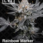 Rainbow Marker (Feminized) - LIT Farms