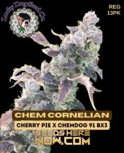 Chem Cornelian (regular) - Lucky Dog Seed Company