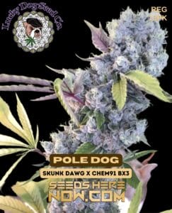 Pole dog (regular) - lucky dog seed company