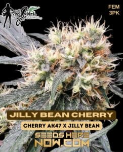 Jilly Bean Cherry (feminized) - Mz Jill Genetics
