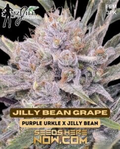 Jilly Bean Grape (Feminized) - Mz Jill Genetics