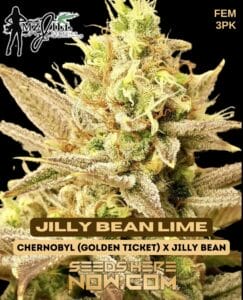 Jilly Bean Lime (feminized) - Mz Jill Genetics