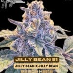 Jilly Bean S1 (Feminized) - Mz Jill Genetics
