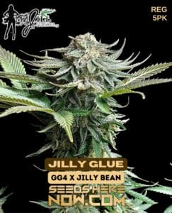 Jilly Glue (regular) - Mz Jill Genetics