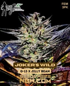 Joker's Wild (feminized) - Mz Jill Genetics