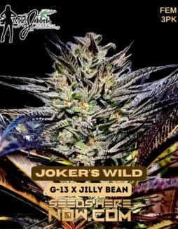 Mz Jill Genetics - Joker's Wild {FEM} [3pk]Mz Jill Genetics - Joker's Wild {FEM} [3pk]