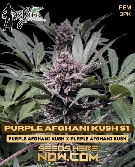 Mz Jill Genetics - Purple Afghani Kush S1 {fem} [3pk]