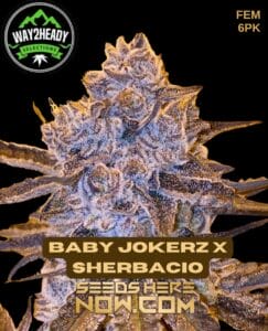 Baby Jokerz x Sherbacio (Feminized) - Way2heady Selections