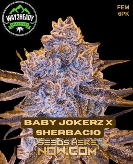 Way2heady Selections - Baby Jokerz X Sherbacio {fem} [6pk]