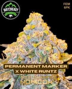 Permanent Marker x White Runtz (Feminized) (space) Way2heady Selections