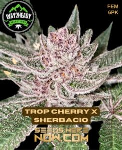 Trop Cherry X Sherbacio (feminized) - Way2heady Selections