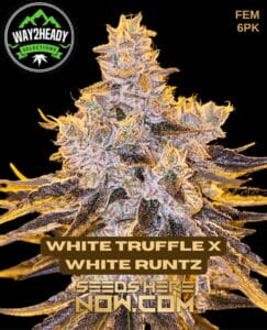 White Truffle X White Runtz (feminized) - Way2heady Selections