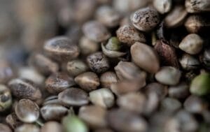 Seed Sales And Home Growing Soar, Bypassing The Dispensary | Forbes – Seed Sales And Home Growing Soar, Bypassing The Dispensary | Forbes