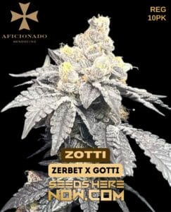 Zotti (regular) - Aficionado Seeds