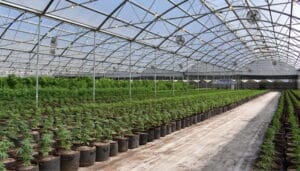 Cannabis Vegetative Growth Stage: Tips &Amp; Tricks – Cannabis Vegetative Growth Stage: Tips & Tricks