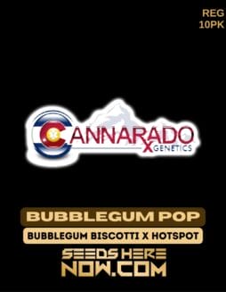 Cannarado Genetics - Bubblegum Pop {REG} [10pk]Cannarado Genetics - Bubblegum Pop {reg} [10pk]