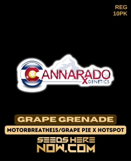 Cannarado Genetics - Grape Grenade {reg} [10pk]