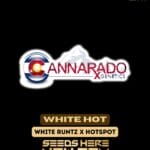 White Hot (Regular) - Cannarado Genetics