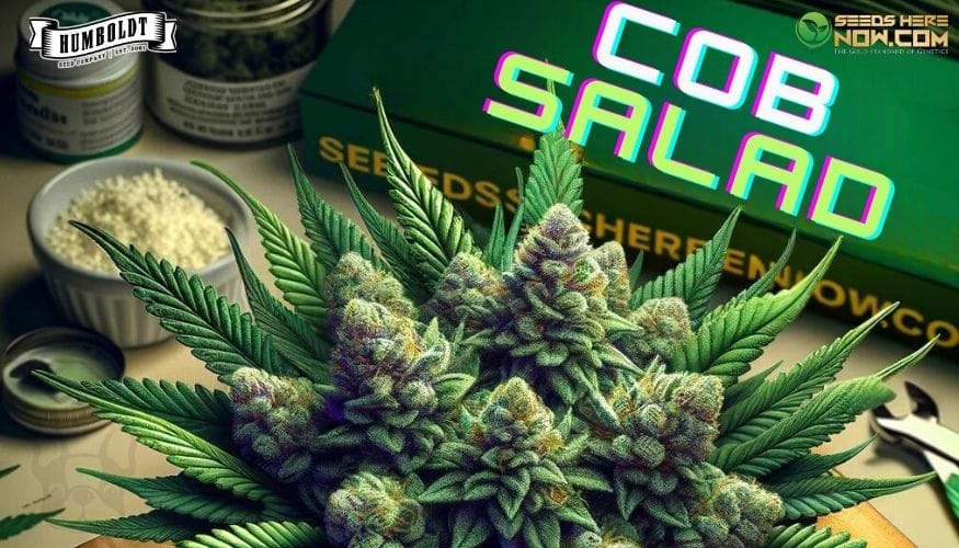 Cob Salad Strain Review: A Flavor-Packed Hybrid