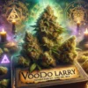 Voodoo Larry (regular) - Aficionado Seeds