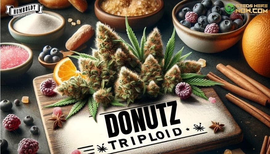 Donutz Triploids Strain Review: A Sweet Sensation
