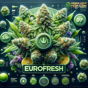 Eurofresh Strain Review: A Luxurious Hybrid – EuroFresh Strain Review: A Luxurious Hybrid
