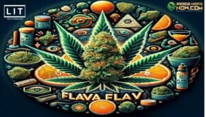 Flava Flav Strain Review: A Flavorful Journey With Lit Farms – Flava Flav Strain Review: A Flavorful Journey with LIT Farms